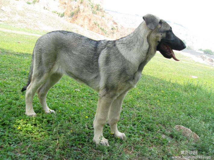 小狼青犬户外草地休息图片