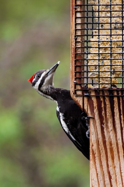红色羽冠的白腹黑啄木鸟图片
