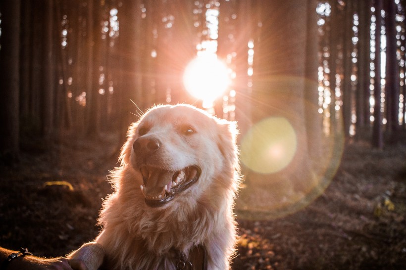 可爱的金毛犬图片