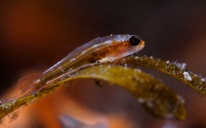 奇妙的海底生物圖片