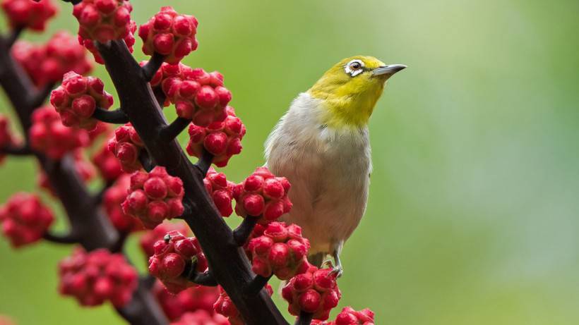 野生動物鳥類圖片近距離攝影特寫