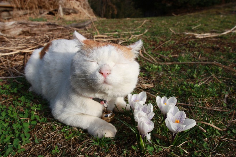 超级憨态可爱的猫叔图片 第二辑