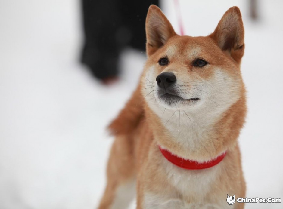 人气萌宠柴犬唯美图片