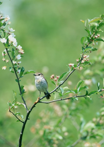 夏季樹枝上的鳥圖片