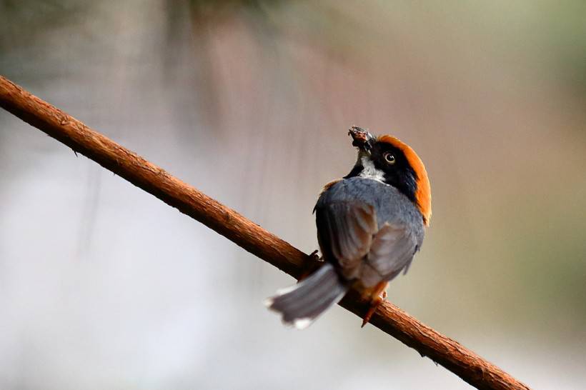 常見野生鳥類圖片活潑覓食的山雀特寫