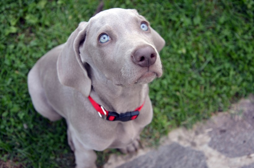 形態(tài)優(yōu)雅的威瑪獵犬圖片