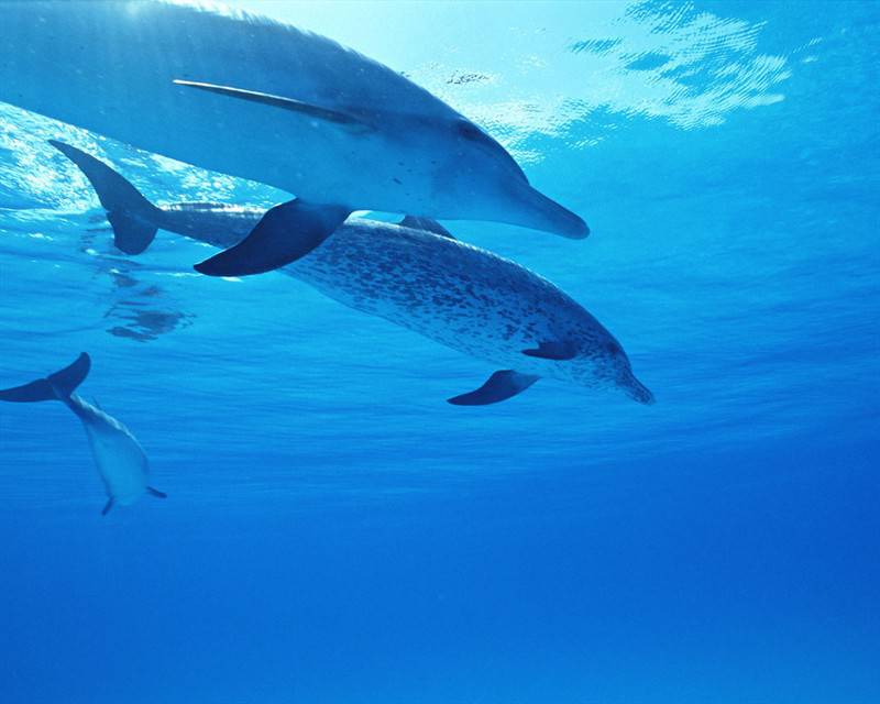 海洋生物海豚高清图片特写