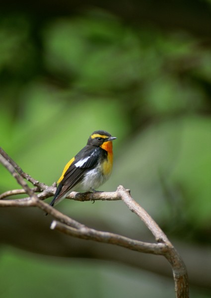 夏季樹枝上的鳥圖片