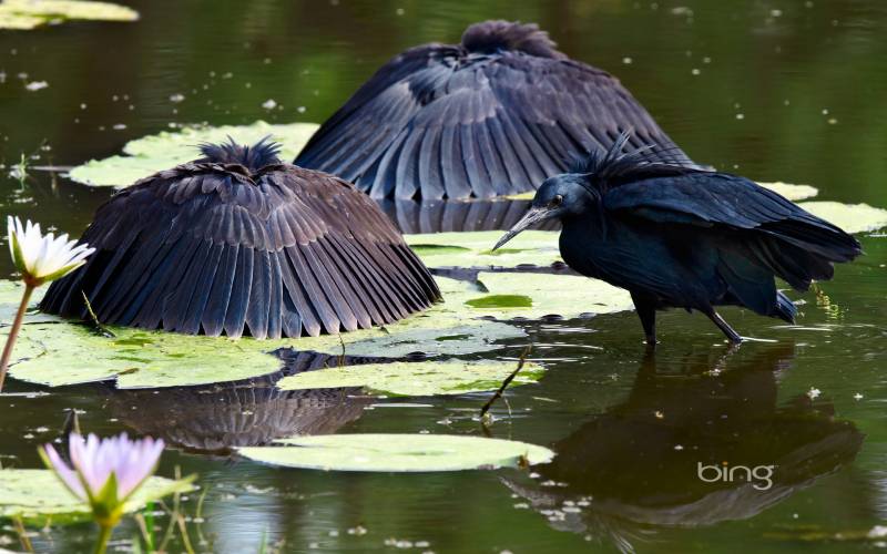 動物世界鳥類全集 有愛的翠鳥哺乳圖片