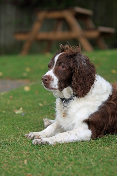 英国跳猎犬图片