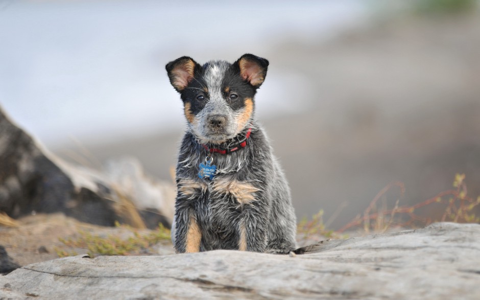 呆萌可爱的澳洲牧羊犬户外写真图片