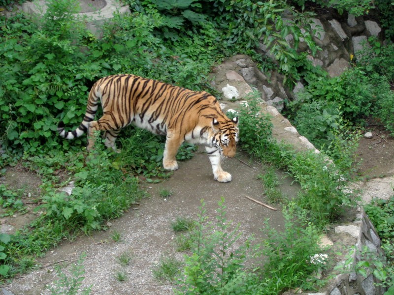 東北虎圖片