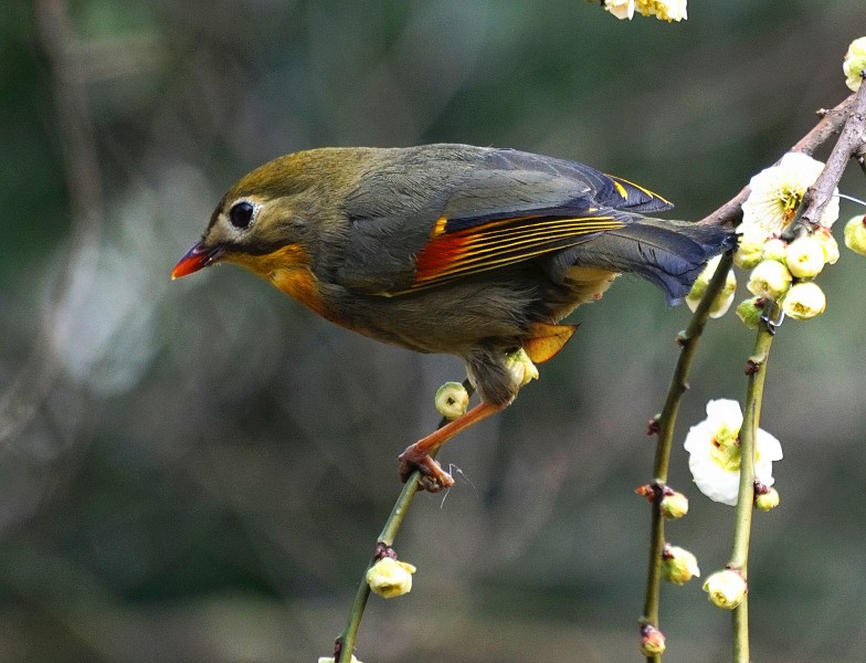 相思鳥圖片