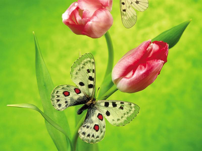 蝴蝶与花缠绵高清组图