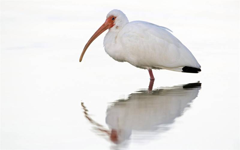 野生鷗鳥(niǎo)海豚高清動(dòng)物圖片