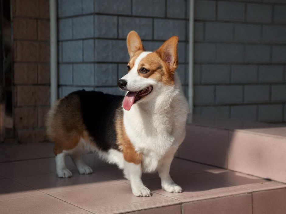 可爱小动物柯基犬