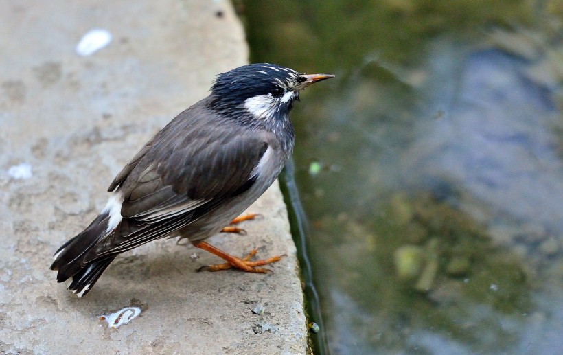 灰椋鳥圖片