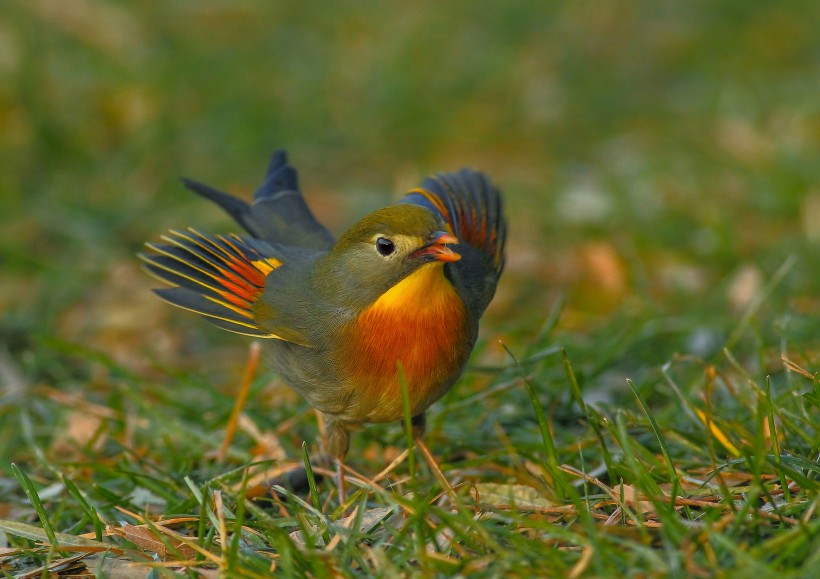 紅嘴相思鳥(niǎo)圖片