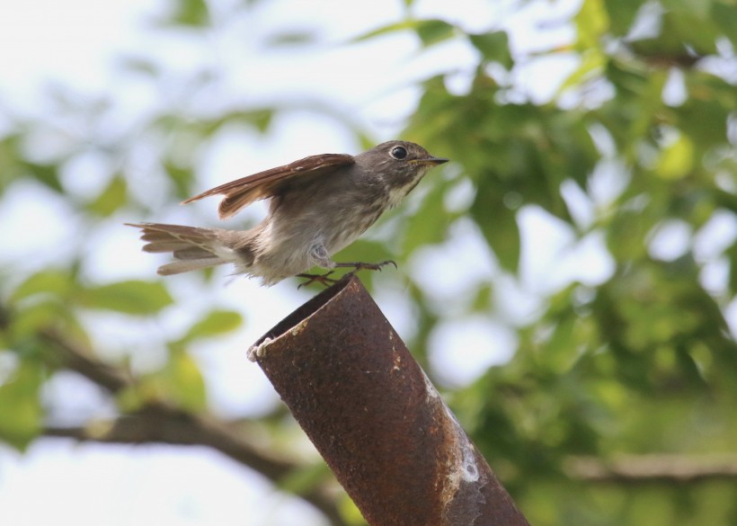 北灰鹟鳥類圖片