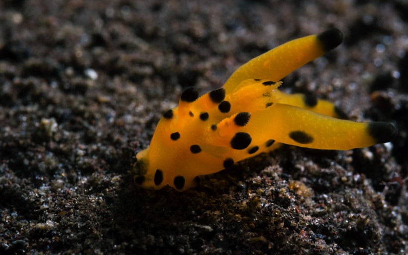 奇妙的海底生物圖片