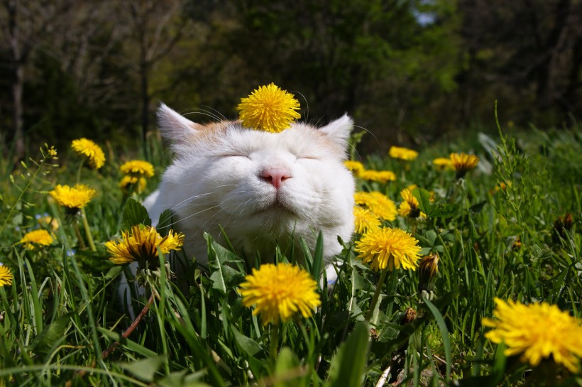 超级憨态可爱的猫叔图片 第二辑