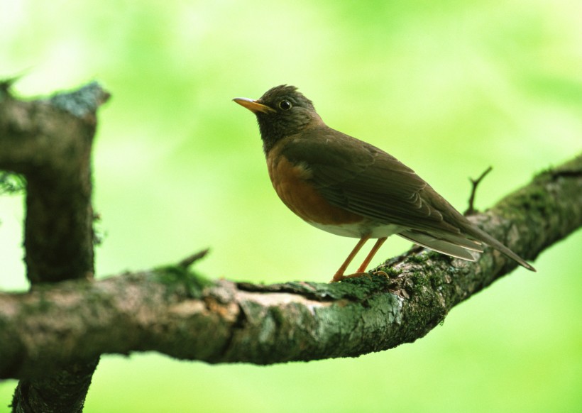 夏季樹枝上的鳥圖片