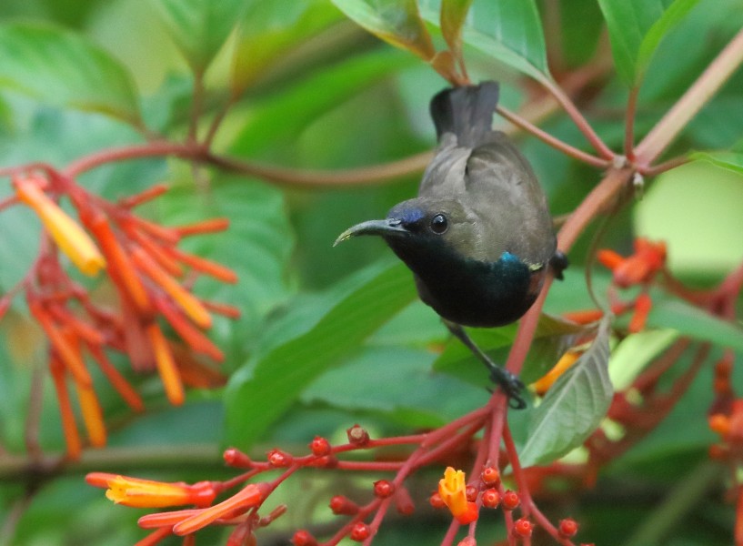 花蜜鳥圖片