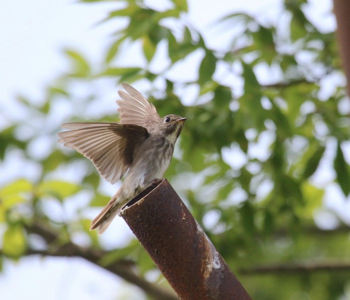 北灰鹟鳥類圖片