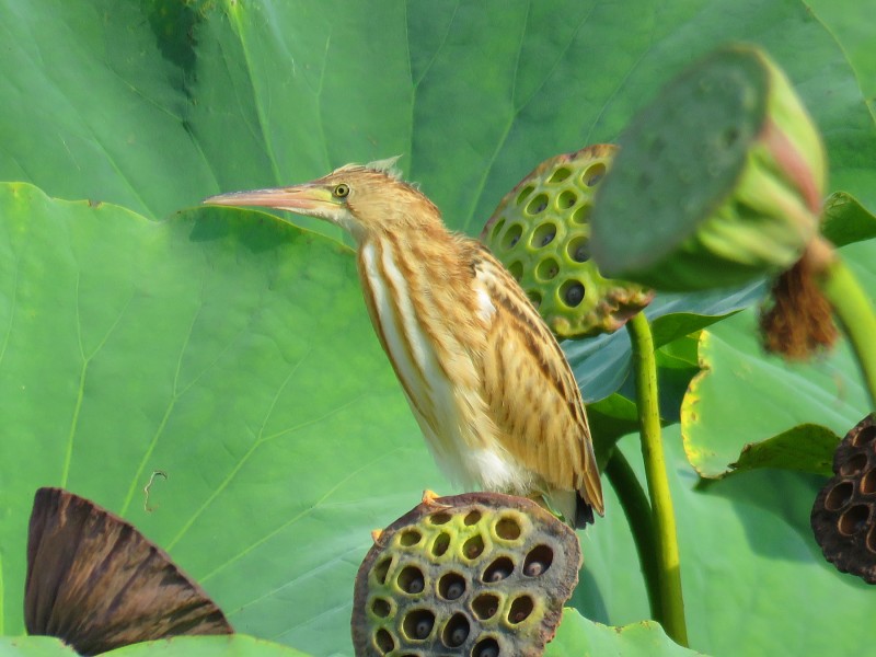 黃葦鳽圖片