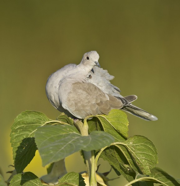 向日葵上的斑鳩圖片