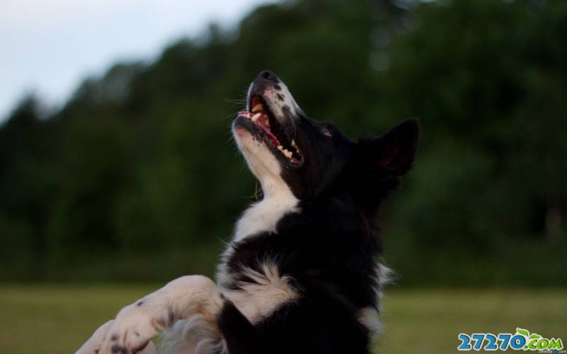 邊境牧羊犬