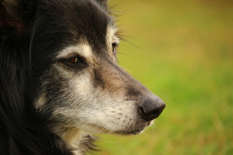 犬种智商第一的边境牧羊犬图片