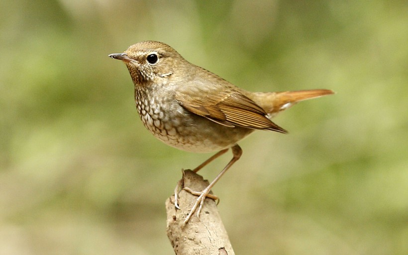 紅尾歌鴝鳥類圖片