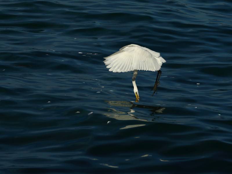 海上觅食的白鹭鸟类图片素材