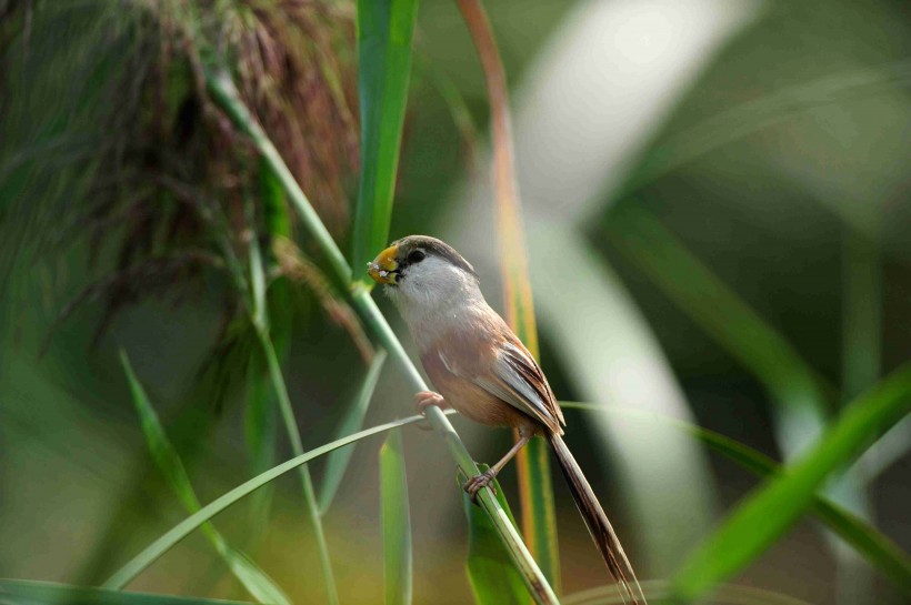 珍稀鳥種之震旦鴉雀圖片