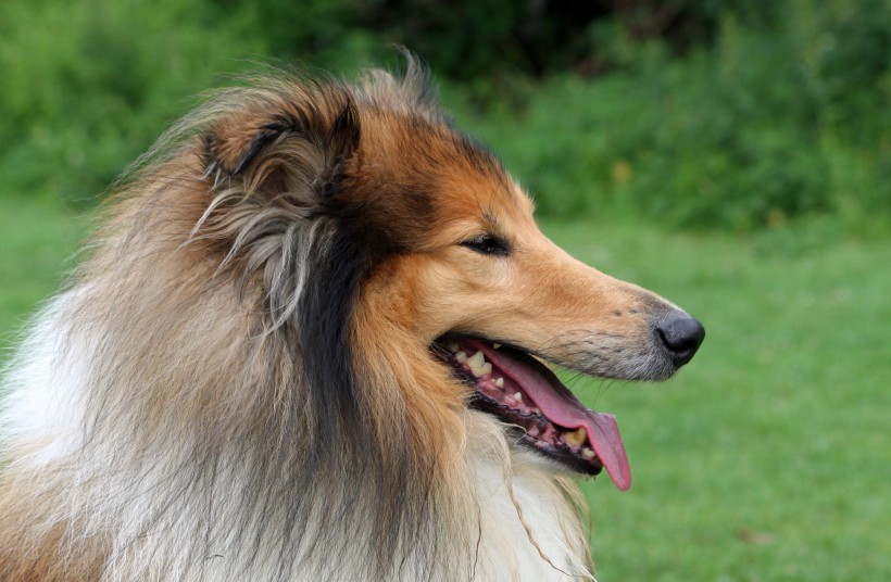 蘇牧（蘇格蘭牧羊犬）圖片