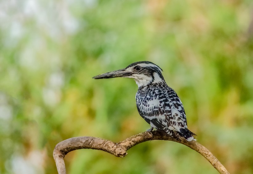 斑魚狗鳥類圖片