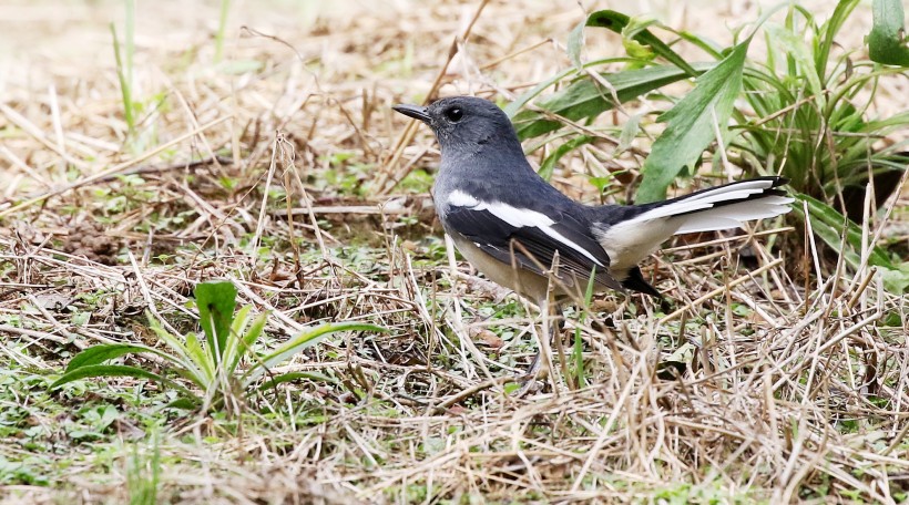 鵲鴝鳥類圖片