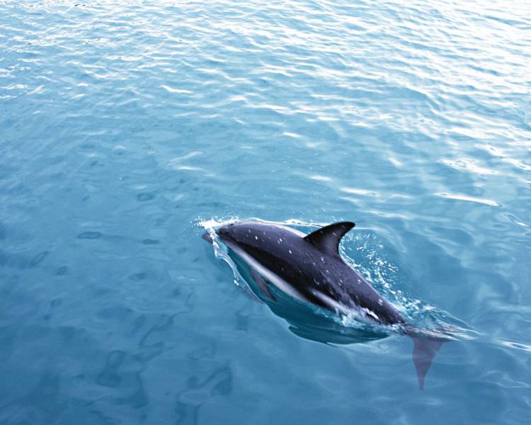 跃出水面的海豚桌面壁纸