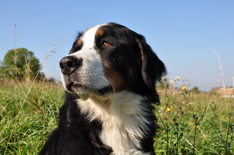 聰明的伯恩山犬圖片