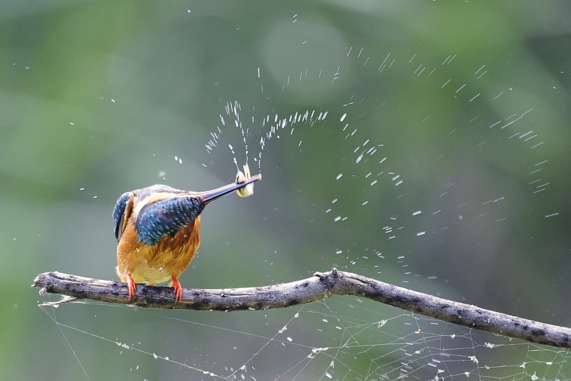 翠鳥圖片