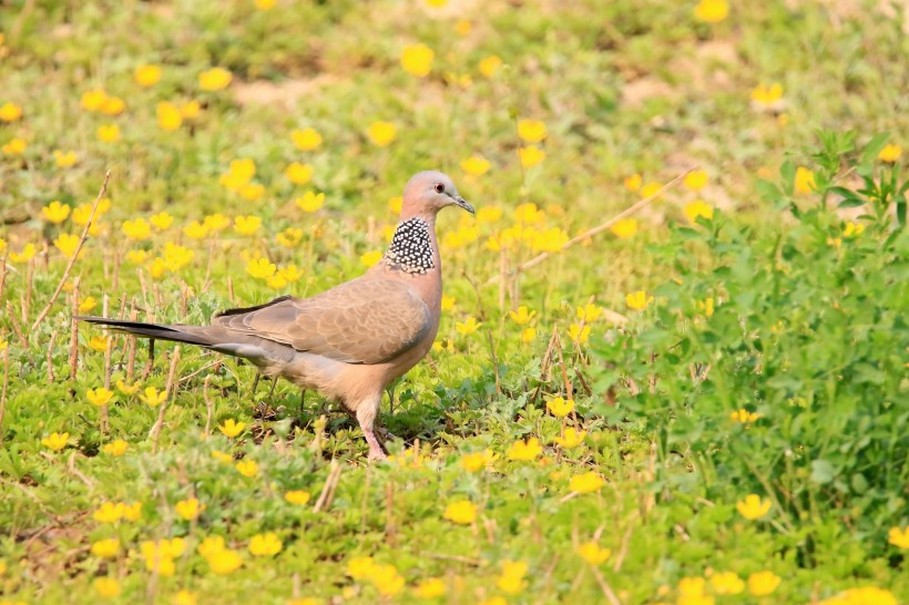 珠頸斑鳩圖片