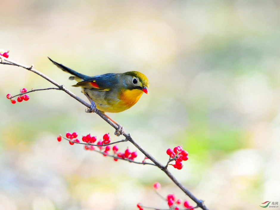 紅嘴相思鳥(niǎo)羽毛艷麗圖片