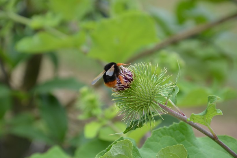 蜜蜂采蜜与授粉图片