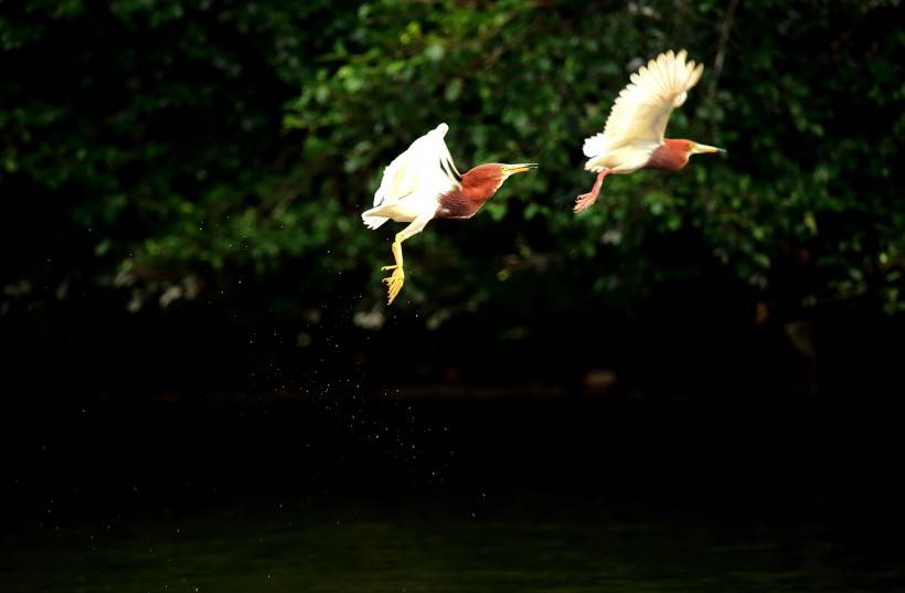 中國鳥類動物池鷺攝影圖片