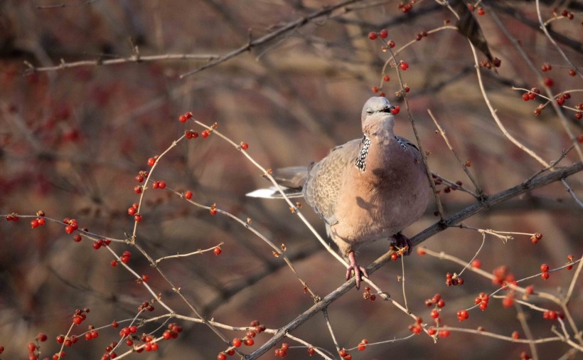 斑鳩圖片