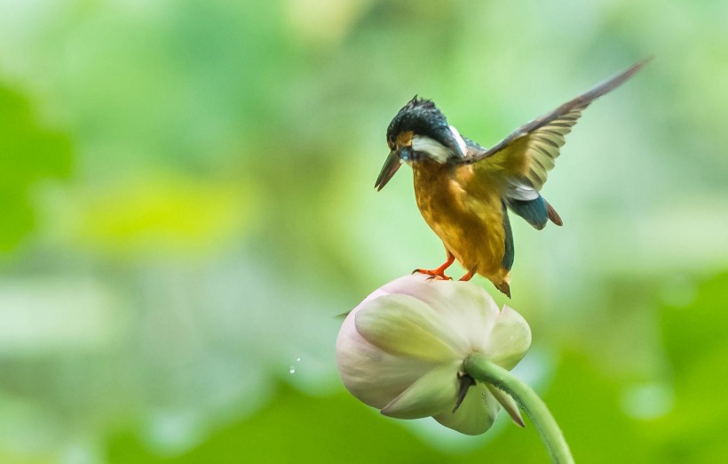 蜜蜂與翠鳥圖片