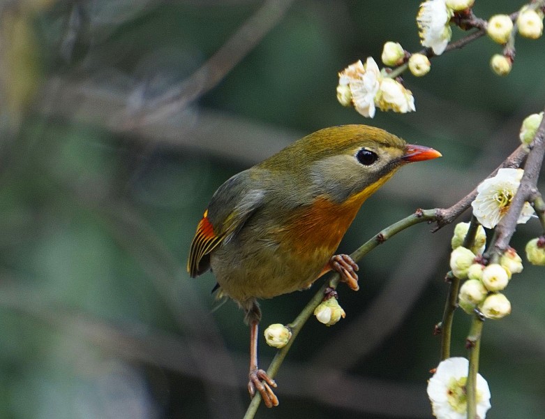 相思鳥圖片