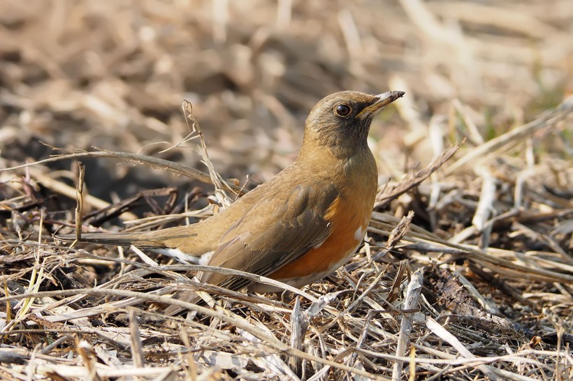 赤胸鶇鳥類圖片