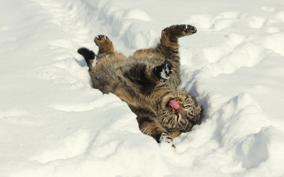 雪地玩耍的英短猫咪图片壁纸